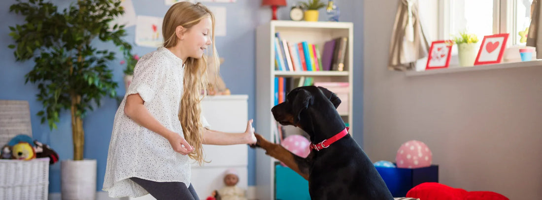 Why Mental Stimulation Is Just as Important as Physical Exercise for Dogs
