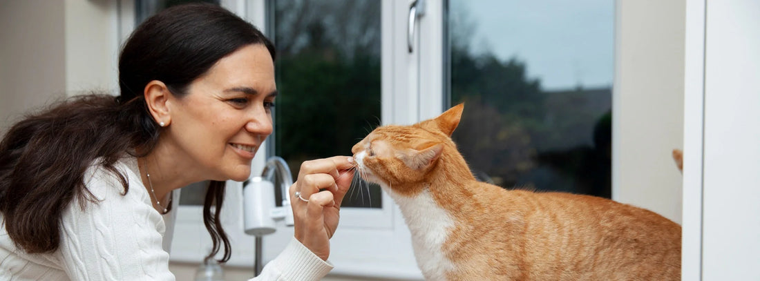 Indoor Cats Need Enrichment Too: How to Create a Happier Environment at Home