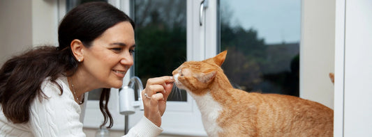 Indoor Cats Need Enrichment Too: How to Create a Happier Environment at Home