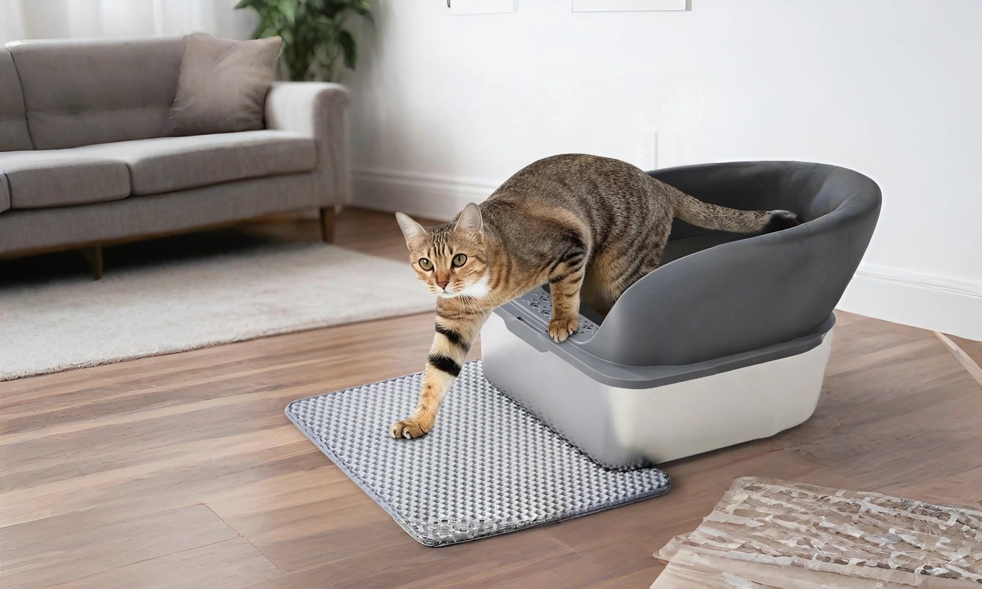 Cleaner Spaces. Happier Cats.